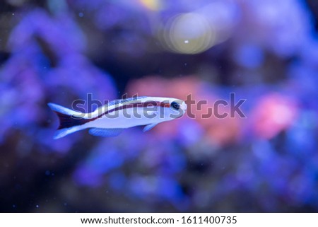 Skunk Tilefish
(Hoplolatius marcosi) swimming in Reef Tank