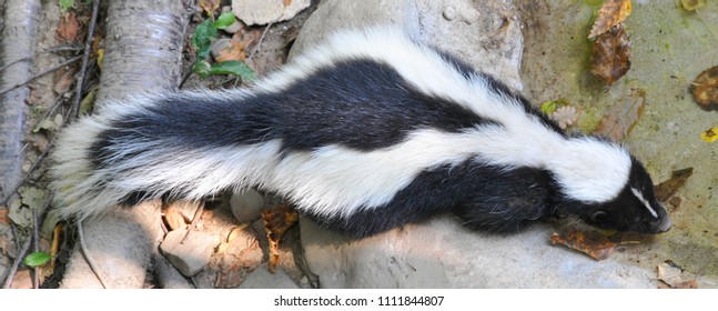 Skunks are North and South American mammals in the family Mephitidae. Not related to polecats which are in the weasel family, the closest Old World relative to the skunk is the stink badger