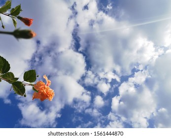 Flowers​ and​ the​ blue​ sky.