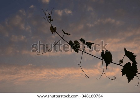 Similar – Image, Stock Photo the best thing about wine…