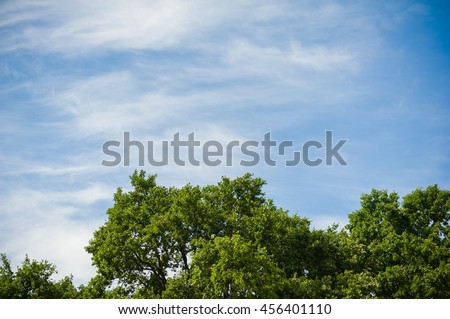the sky above the trees in the forest