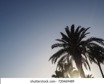 sky background with palm tree in sun light.