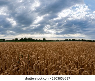 Sky Background. Panoramic view of a cloudscape with sun's rays piercing through storm clouds and countryside with wheat field and trees