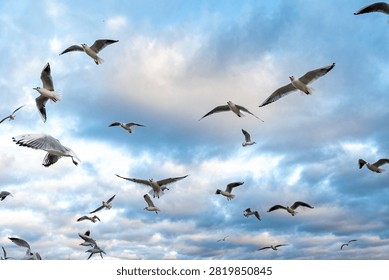 Sky background. Sunset clouds and flyimg seagulls