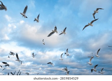 Sky background. Sunset clouds and flyimg seagulls