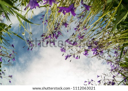 Similar – Image, Stock Photo Seen from the frog’s perspective: Lavender, poppy and curious woman