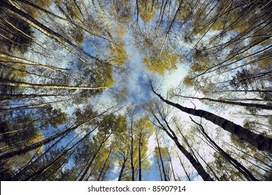 Sky in birch forest. Looking up in birch forest with wide angle lens