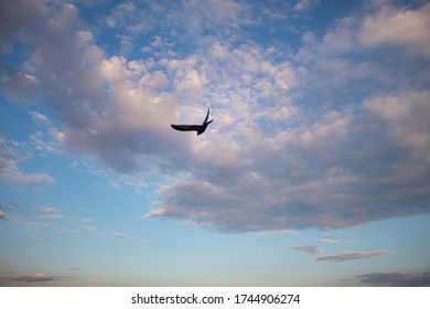 in sky a bird on cloud