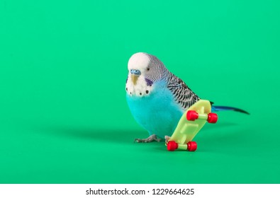 19,884 Plastic toy bird Images, Stock Photos & Vectors | Shutterstock