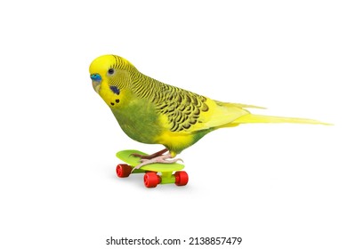 Sky Blue Wavy Parrot With Plastic Toy Skateboard Isolated On White Background