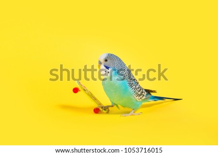 sky blue  wavy parrot with plastic toy skateboard  on color background 