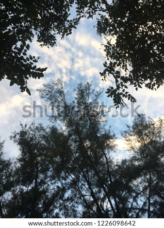 Sky Cloud Tree Nature