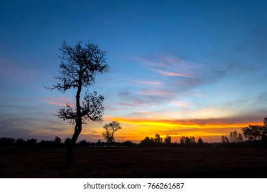 sky with clouds background tree after sunset in hot shade with silhouette and light.tree silhouette sunset.