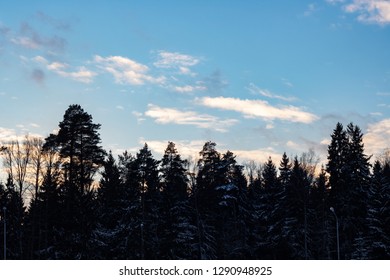 Sky and clouds over the trees at sunset