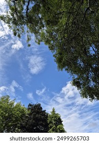 Sky with with clouds surrounded by trees 2