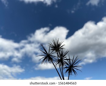 The sky, the clouds, and the unknown flowers