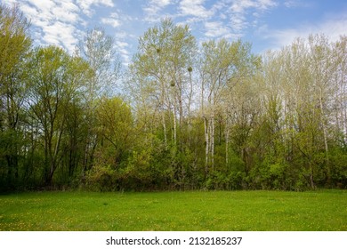 the sky.Deciduous forest and green meadow in the village. Spring season, April.