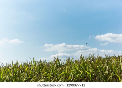 Sky Diver Landing In The Field Below On A Perfect Summers Day.