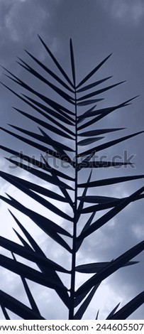 Similar – Image, Stock Photo natural phalanx Cactus