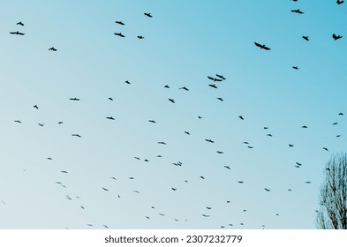 Sky with flock of birds flying towards sunset sky - Powered by Shutterstock