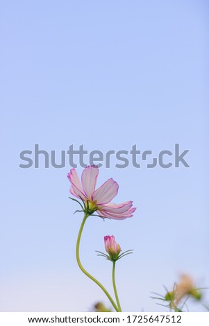 Image, Stock Photo flowery airfield Runway