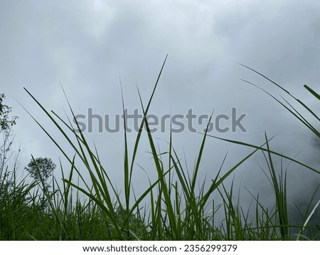 Sky with foreground grass landscape