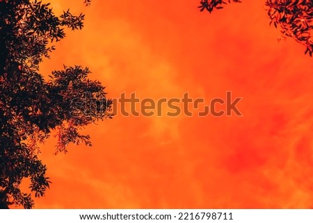The sky, framed by the branches of a river willow, seems to glow in the rays of the sunset. Selective focus. Space for copy text.