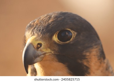 In the sky of freedom, the falcon bird races, a skilled rider, carrying on its wings the arts of hunting and strength. A master of aerial martial arts, he immerses and activates the skies with extreme - Powered by Shutterstock