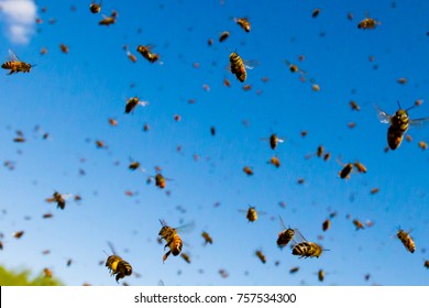 Sky full of flying honey bees with legs full of pollen.