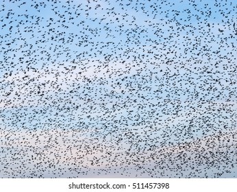 Sky Full Of Starlings During A Murmuration In Aberystwyth, Wales UK.