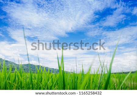 The sky and the green fields.