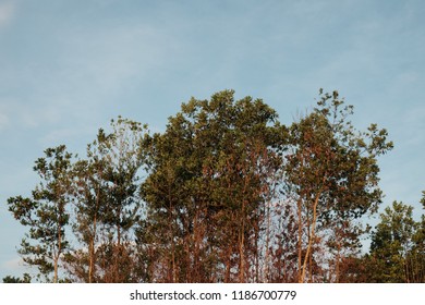 sky and group of trees