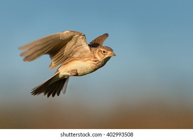 Sky Lark (Alauda arvensis) flying over the field with brown and blue backgrond. Brown bird captured in flight enlightened by evening sun.