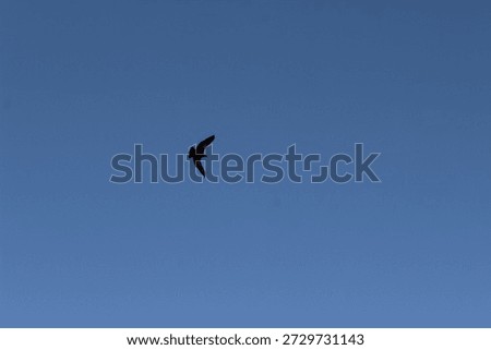 Sky in the limit of soaring eagle 