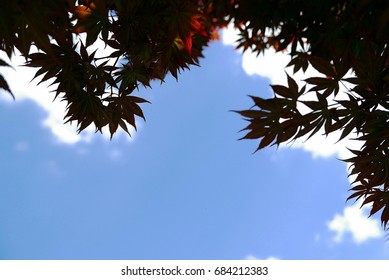 sky and maple leaf background

