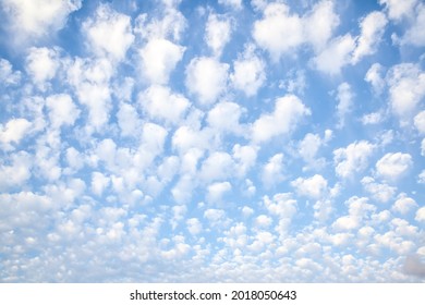 Sky with multitude white small clouds , may be used as background. Cloudscape