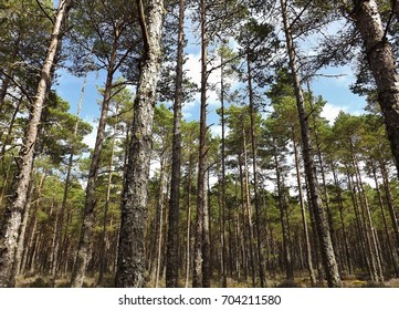 The sky over the pine forest