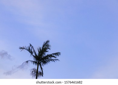 sky with palm tree and clouds background