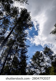 the sky peeks through the pine trees