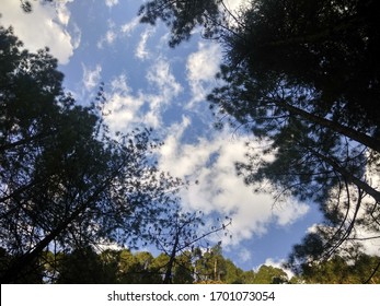 Sky in  a Pine Forest