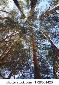 the sky in pine forest