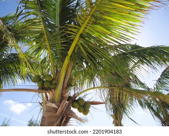 Sky Plant Botany Leaf Tree Terrestrial Plant