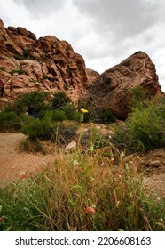 Sky Plant Cloud Mountain Plant Community Ecoregion