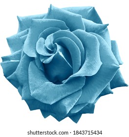 107,782 Blue roses isolated on white Images, Stock Photos & Vectors ...