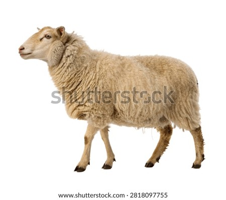 Sky Sheep Sky Sheep Side Profile Pose Fluffy Flee Isolated On White Background