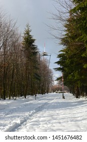 Sky Snow And Trees