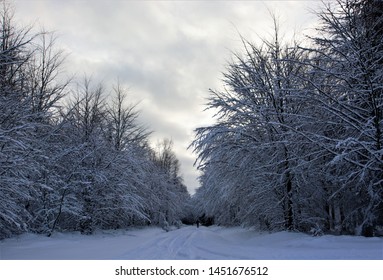 Sky Snow And Trees