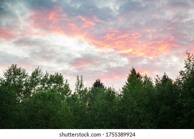 Sky At Sunset Over The Treetops. Birds In The Sky At Sunset.