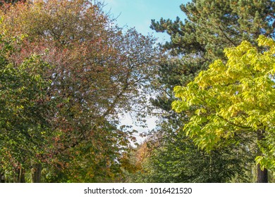 The Sky Through The Autumn Trees, Victoria Park, Glasgow, Scotland