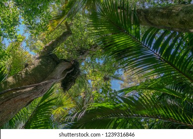 Sky Through Canopy Above The Grove Native Bush Walk Near Pohara South Island